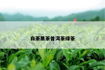 白茶黑茶普洱茶绿茶