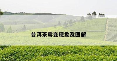 普洱茶霉变现象及图解