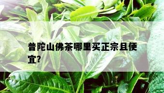 普陀山佛茶哪里买正宗且便宜？