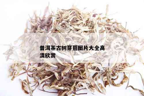 普洱茶古树芽苞图片大全高清欣赏