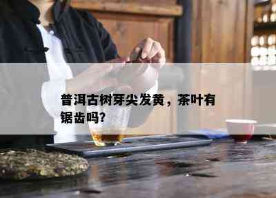 普洱古树芽尖发黄，茶叶有锯齿吗？