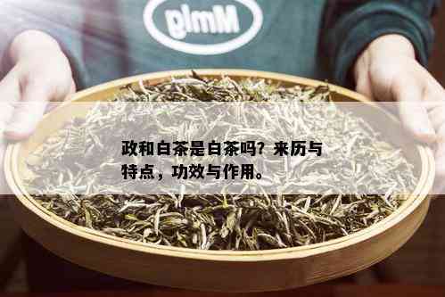 政和白茶是白茶吗？来历与特点，功效与作用。