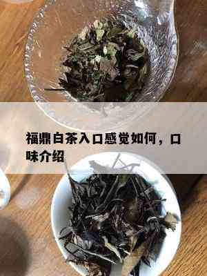 福鼎白茶入口感觉如何，口味介绍