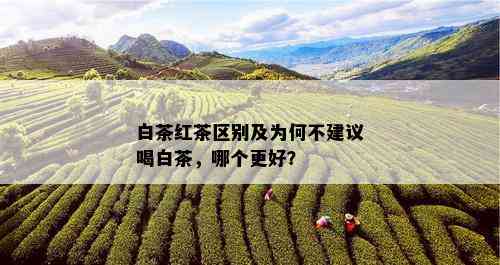 白茶红茶区别及为何不建议喝白茶，哪个更好？