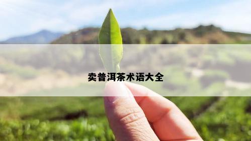 卖普洱茶术语大全