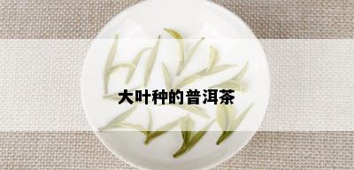 大叶种的普洱茶