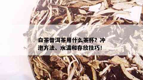 白茶普洱茶用什么茶杯？冲泡方法、水温和存放技巧！