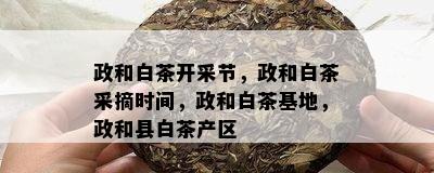 政和白茶开采节，政和白茶采摘时间，政和白茶基地，政和县白茶产区