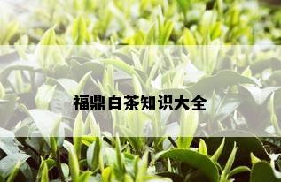 福鼎白茶知识大全