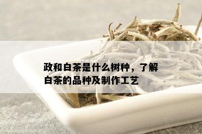 政和白茶是什么树种，了解白茶的品种及制作工艺