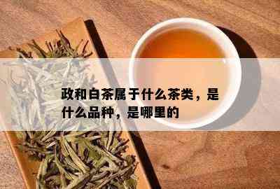 政和白茶属于什么茶类，是什么品种，是哪里的