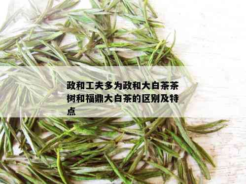 政和工夫多为政和大白茶茶树和福鼎大白茶的区别及特点