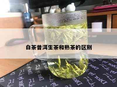 白茶普洱生茶和熟茶的区别