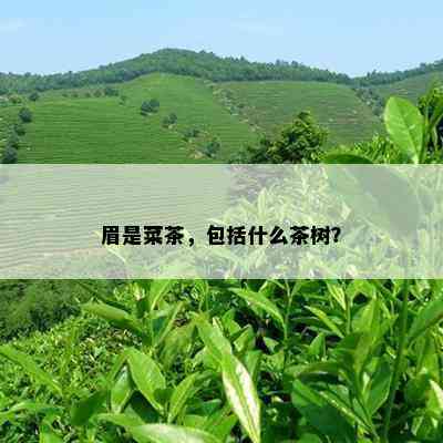 眉是菜茶，包括什么茶树？