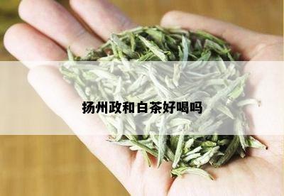 扬州政和白茶好喝吗