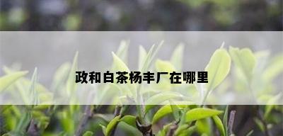 政和白茶杨丰厂在哪里