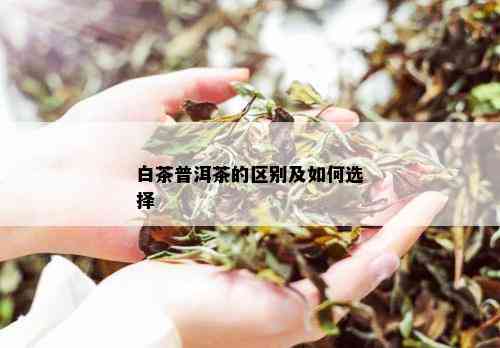 白茶普洱茶的区别及如何选择