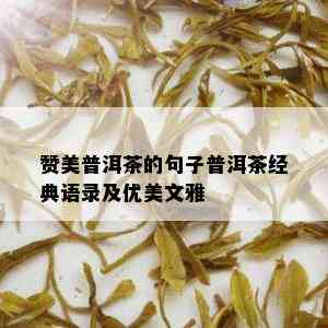 赞美普洱茶的句子普洱茶经典语录及优美文雅