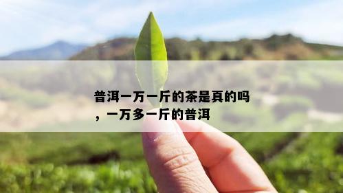 普洱一万一斤的茶是真的吗，一万多一斤的普洱