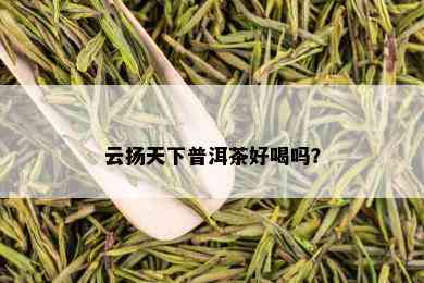 云扬天下普洱茶好喝吗？