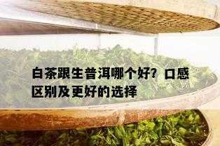 白茶跟生普洱哪个好？口感区别及更好的选择