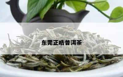 东莞正皓普洱茶