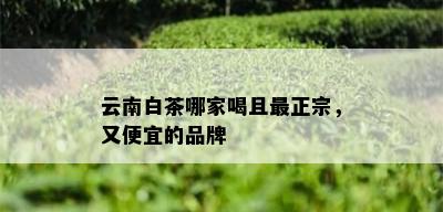 云南白茶哪家喝且最正宗，又便宜的品牌