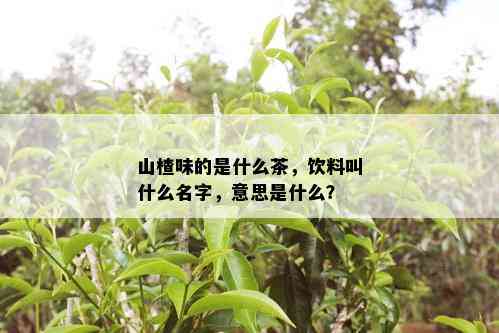 山楂味的是什么茶，饮料叫什么名字，意思是什么？