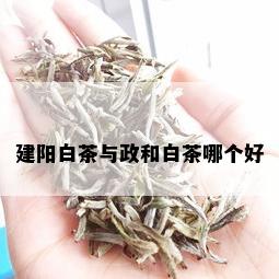 建阳白茶与政和白茶哪个好