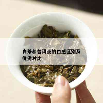 白茶和普洱茶的口感区别及优劣对比