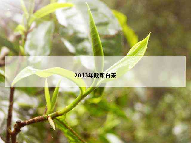 2013年政和白茶