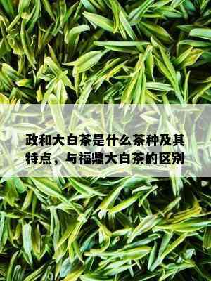 政和大白茶是什么茶种及其特点，与福鼎大白茶的区别