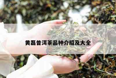 黄磊普洱茶品种介绍及大全