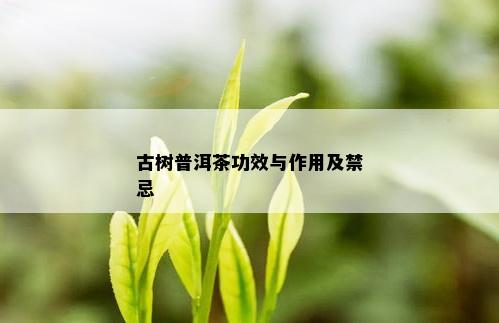 古树普洱茶功效与作用及禁忌