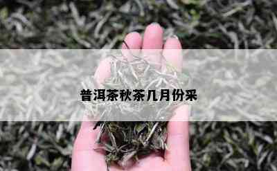 普洱茶秋茶几月份采