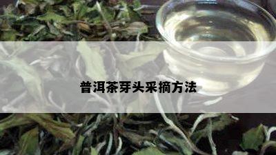 普洱茶芽头采摘方法