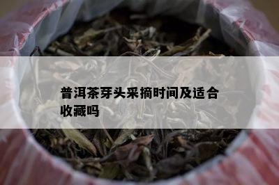 普洱茶芽头采摘时间及适合收藏吗