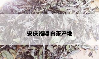 安庆福鼎白茶产地