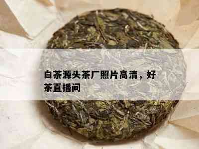 白茶源头茶厂照片高清，好茶直播间