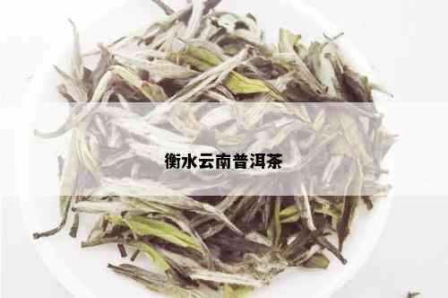 衡水云南普洱茶