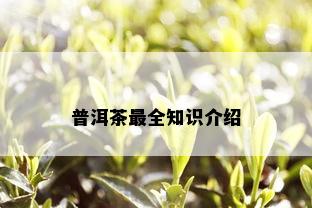 普洱茶最全知识介绍