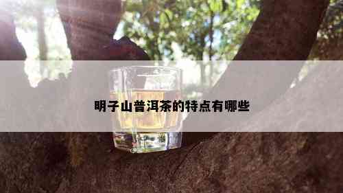 明子山普洱茶的特点有哪些