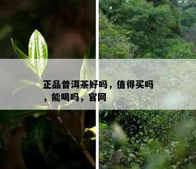 正品普洱茶好吗，值得买吗，能喝吗，官网