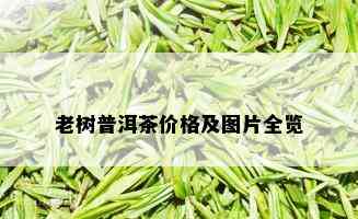 老树普洱茶价格及图片全览