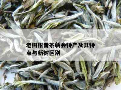 老树柑普茶新会特产及其特点与新树区别