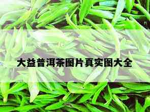 大益普洱茶图片真实图大全