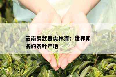 云南易武春尖林海：世界闻名的茶叶产地