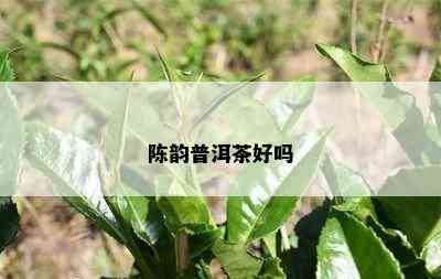 陈韵普洱茶好吗