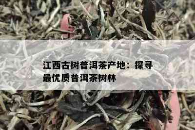 江西古树普洱茶产地：探寻更优质普洱茶树林