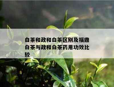 白茶和政和白茶区别及福鼎白茶与政和白茶药用功效比较